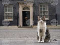 Котаракът Лари