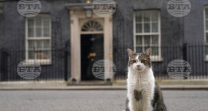 Котаракът Лари