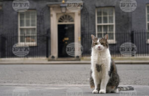 15 години на пост: Котаракът Лари надживя петима премиери и чака шести Котаракът Лари