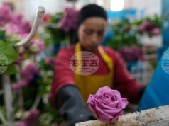 Американските мита заплашват цветарската индустрия в Колумбия в разгара на трескавата търговия за Свети Валентин