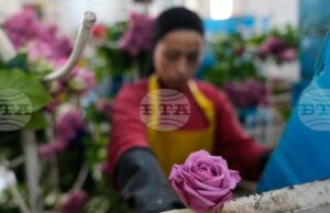 Американските мита заплашват цветарската индустрия в Колумбия в разгара на трескавата търговия за Свети Валентин Американските мита заплашват цветарската индустрия в Колумбия в разгара на трескавата търговия за Свети Валентин