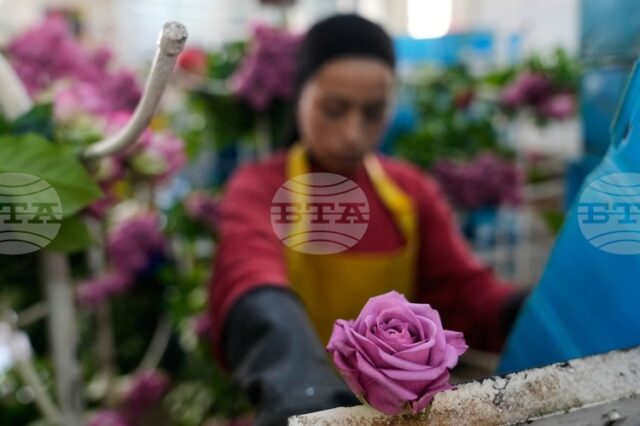Американските мита заплашват цветарската индустрия в Колумбия в разгара на трескавата търговия за Свети Валентин