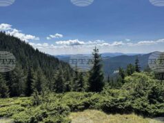 Горските предприятия и агенция по горите нямат споразумения с неправителствени организации за дейността си, съобщиха от земеделското министерство