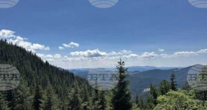 Горските предприятия и агенция по горите нямат споразумения с неправителствени организации за дейността си, съобщиха от земеделското министерство