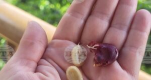 Милиарди чаши кафе на ден, зад които стоят много хора