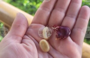 Милиарди чаши кафе на ден, зад които стоят много хора