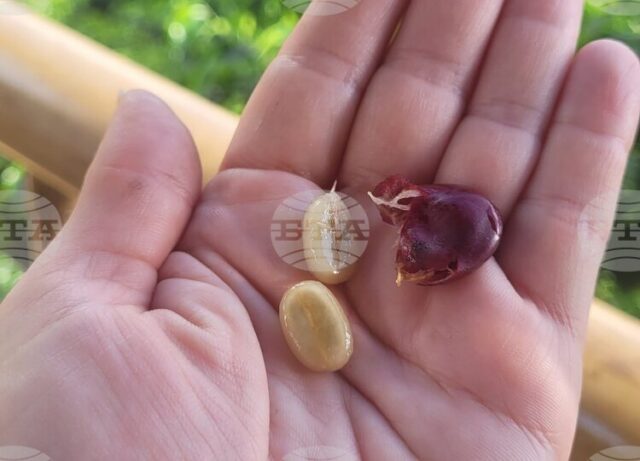 Милиарди чаши кафе на ден, зад които стоят много хора