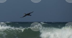 Националният борд за разследване на произшествията в транспорта ще установява причините за потъналия кораб край Маслен нос