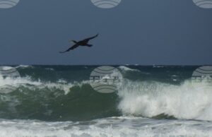 Националният борд за разследване на произшествията в транспорта ще установява причините за потъналия кораб край Маслен нос