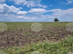 От 2 до 10 март земеделските стопани могат да заявяват подпомагане за пропаднали площи от градушка, буря и суша, настъпили през 2024 г. От 2 до 10 март земеделските стопани могат да заявяват подпомагане за пропаднали площи от градушка, буря и суша, настъпили през 2024 г.