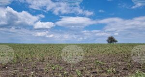 От 2 до 10 март земеделските стопани могат да заявяват подпомагане за пропаднали площи от градушка, буря и суша, настъпили през 2024 г.