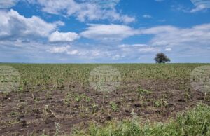 От 2 до 10 март земеделските стопани могат да заявяват подпомагане за пропаднали площи от градушка, буря и суша, настъпили през 2024 г. От 2 до 10 март земеделските стопани могат да заявяват подпомагане за пропаднали площи от градушка, буря и суша, настъпили през 2024 г.