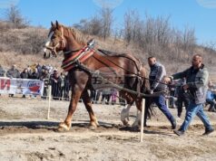 Пернишкото село Люлин отбеляза Тодоровден с традиционни кушии и надтегляне на тежковози