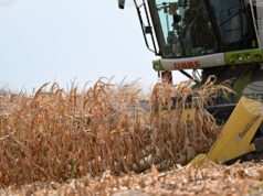 Ръст в цените на някои зърнени култури на световните борси през седмицата отчитат експертите на Софийската стокова борса
