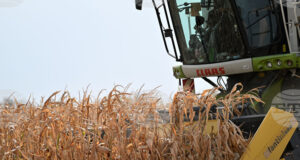 Ръст в цените на някои зърнени култури на световните борси през седмицата отчитат експертите на Софийската стокова борса