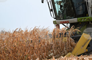 Ръст в цените на някои зърнени култури на световните борси през седмицата отчитат експертите на Софийската стокова борса