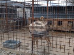 С благотворителна куиз вечер в Перник ще бъдат събрани средства за нова апаратура за Общинския приют за безстопанствени кучета