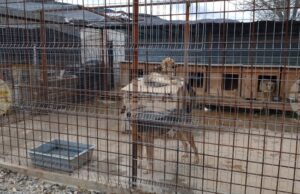 С благотворителна куиз вечер в Перник ще бъдат събрани средства за нова апаратура за Общинския приют за безстопанствени кучета