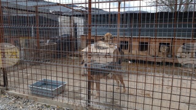 С благотворителна куиз вечер в Перник ще бъдат събрани средства за нова апаратура за Общинския приют за безстопанствени кучета