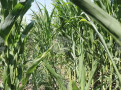 Умерено възстановяване на цените на зърнените култури на стоковите пазари в края на февруари отчитат експертите на Софийската стокова борса