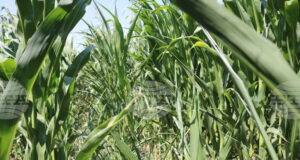 Умерено възстановяване на цените на зърнените култури на стоковите пазари в края на февруари отчитат експертите на Софийската стокова борса