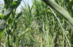 Умерено възстановяване на цените на зърнените култури на стоковите пазари в края на февруари отчитат експертите на Софийската стокова борса