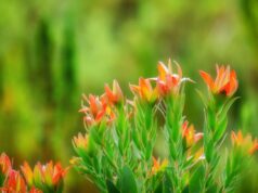 Времето пролет