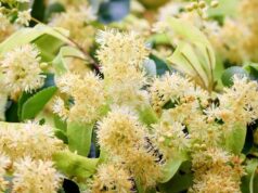 Втори национален конкурс за хайку поезия на тема „С дъх на липи“ се организира в Стара Загора