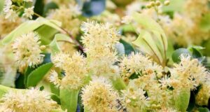 Втори национален конкурс за хайку поезия на тема „С дъх на липи“ се организира в Стара Загора