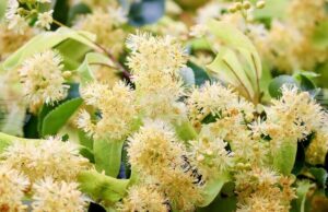 Втори национален конкурс за хайку поезия на тема „С дъх на липи“ се организира в Стара Загора