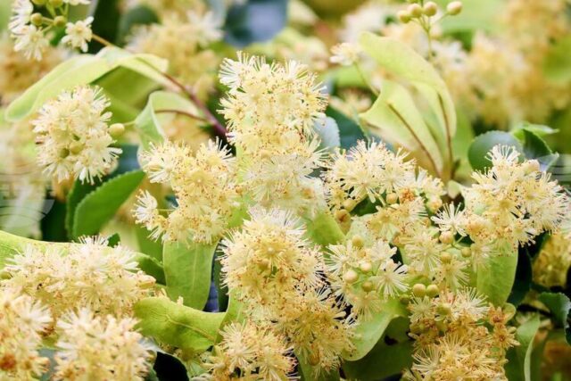 Втори национален конкурс за хайку поезия на тема „С дъх на липи“ се организира в Стара Загора