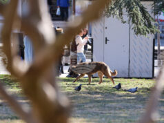 Кампания, насочваща гражданите как да помагат на пострадали животни, ще бъде открита в София Кампания, насочваща гражданите как да помагат на пострадали животни, ще бъде открита в София