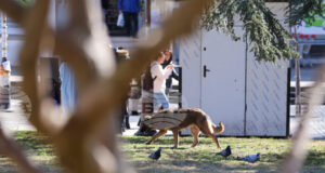 Кампания, насочваща гражданите как да помагат на пострадали животни, ще бъде открита в София