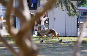 Кампания, насочваща гражданите как да помагат на пострадали животни, ще бъде открита в София