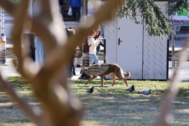 Кампания, насочваща гражданите как да помагат на пострадали животни, ще бъде открита в София