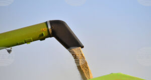 Конфликтът в Близкия изток движи цените на зърнените култури по световните борси нагоре, сочи седмичният отчет на ССБ