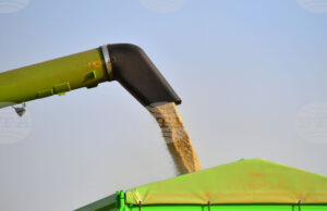 Конфликтът в Близкия изток движи цените на зърнените култури по световните борси нагоре, сочи седмичният отчет на ССБ