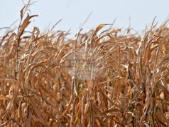 Покачване в цените на пшеницата и на царевицата на световните борси се наблюдава през седмицата, по данни на ССБ