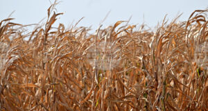 Покачване в цените на пшеницата и на царевицата на световните борси се наблюдава през седмицата, по данни на ССБ