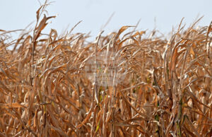 Покачване в цените на пшеницата и на царевицата на световните борси се наблюдава през седмицата, по данни на ССБ