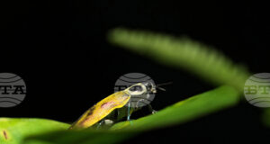 Половината от насекомите в Амазония може да бъдат застрашени от топлинен стрес, сочи проучване