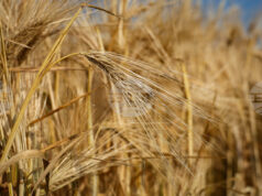 Производството на пшеница вероятно ще спадне през 2026 г., тъй като по-ниските изкупни цени ограничават сеитбата, сочи доклад на ФАО