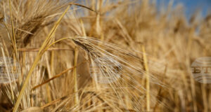 Производството на пшеница вероятно ще спадне през 2026 г., тъй като по-ниските изкупни цени ограничават сеитбата, сочи доклад на ФАО