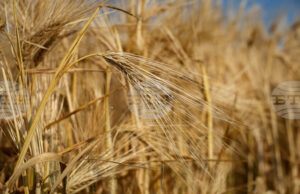 Производството на пшеница вероятно ще спадне през 2026 г., тъй като по-ниските изкупни цени ограничават сеитбата, сочи доклад на ФАО