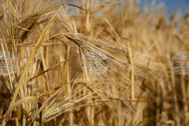 Производството на пшеница вероятно ще спадне през 2026 г., тъй като по-ниските изкупни цени ограничават сеитбата, сочи доклад на ФАО