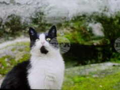 Филмът „Тихи наблюдатели“ на режисьорката Елица Петкова бе представен пред българска и международна публика в Букурещ