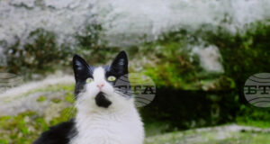 Филмът „Тихи наблюдатели“ на режисьорката Елица Петкова бе представен пред българска и международна публика в Букурещ