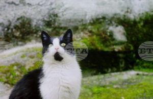 Филмът „Тихи наблюдатели“ на режисьорката Елица Петкова бе представен пред българска и международна публика в Букурещ