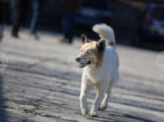 Как да сме по-отговорни и да предотвратим разпространението на бездомни животни, коментираха за БТА експерти