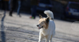 Как да сме по-отговорни и да предотвратим разпространението на бездомни животни, коментираха за БТА експерти